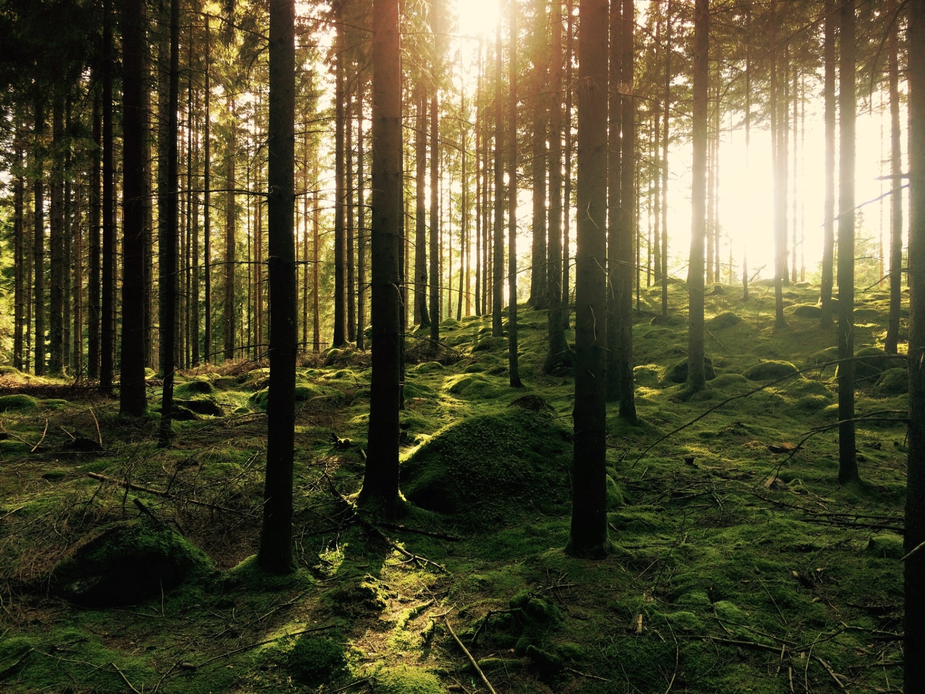 A figure sitting in stillness in a Nordic forest
